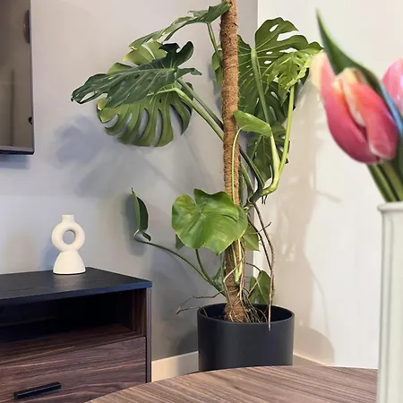 Apartamento Modern Szalasa *