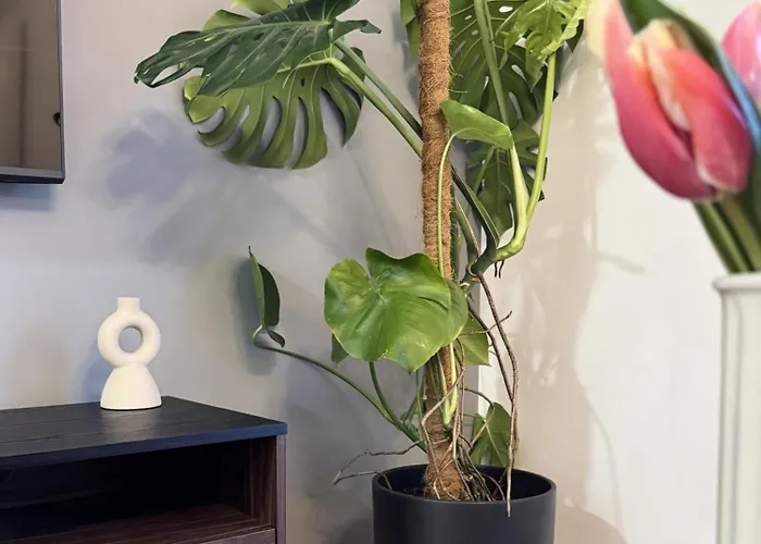 Διαμέρισμα Modern Szalasa *